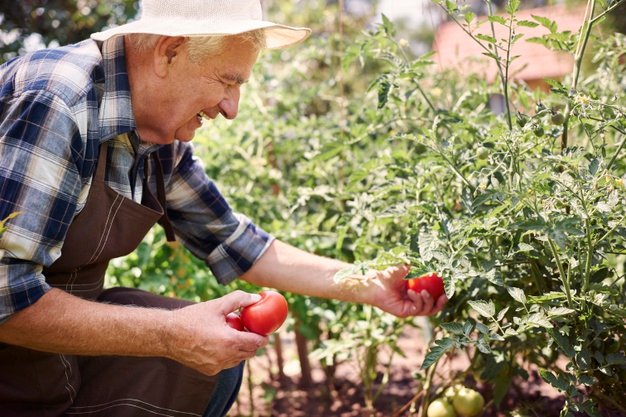Os benefícios da jardinagem